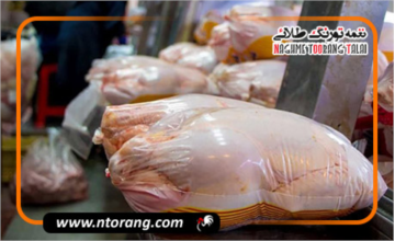 آغاز خرید حمایتی مرغ مازاد؛ گامی برای ثبات بازار و حمایت از تولید